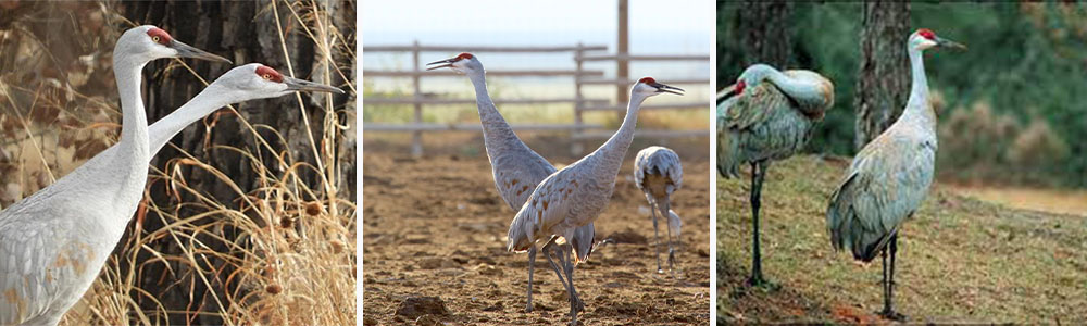 Sandhill cranes