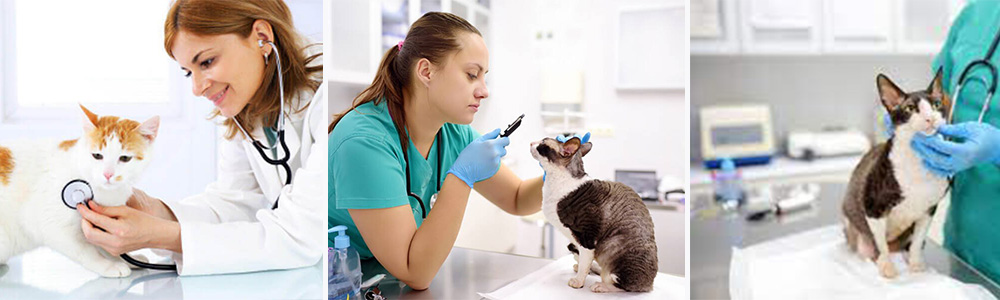 Veterinary care - An Introduction