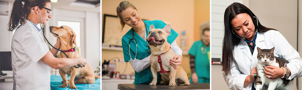 Veterinary care