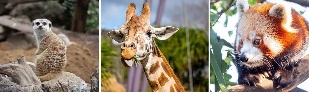 What animals Can you see at Auckland Zoo-