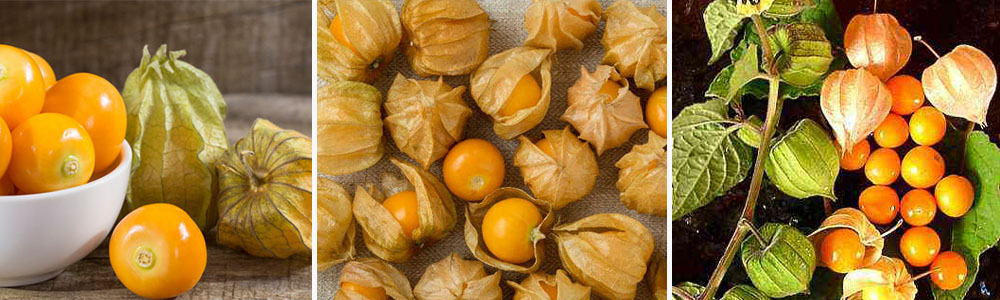 Golden berries or Peruvian groundcherry