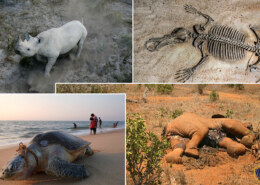 Humans are causing the extinction of numerous animal species worldwide.