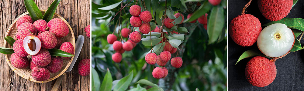 Lychee  ;Most Exotic Fruits Around The World.