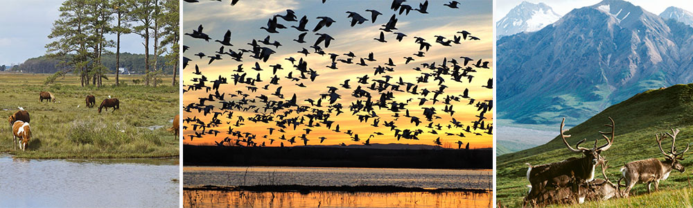 National Wildlife Refuges ;Humans are causing extinction of numerous animal species worldwide.