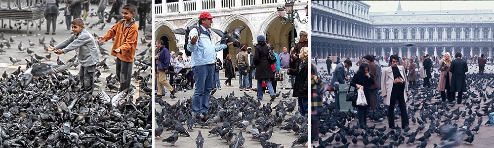 No feeding Birds in Venice