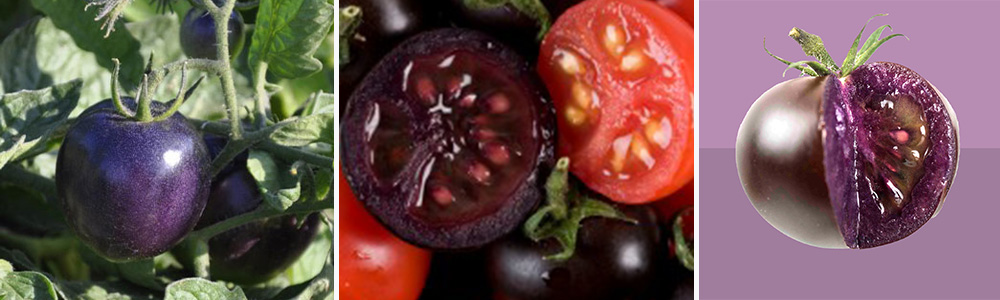  Purple tomatoes   ;The Most Surprising Science Discoveries In 2022