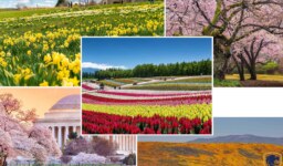 Best destinations for blooms