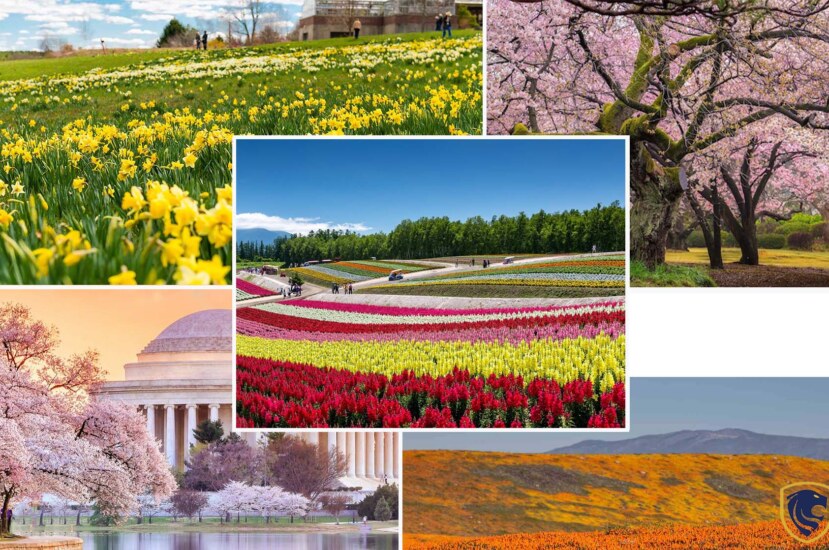 Best destinations for blooms