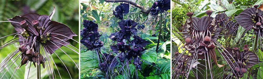 Black Bat Flower; Rarest Flowers In The World