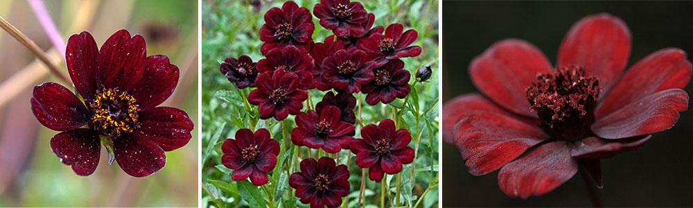  Chocolate Cosmos