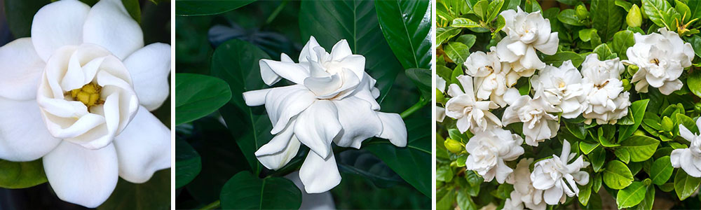 Most Scented Flowers In The World; Gardenia