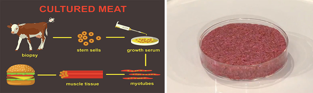 How is meat cultured?