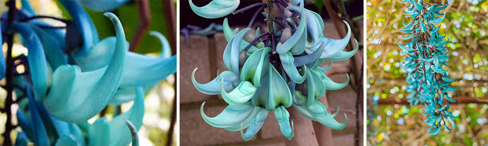 Jade Vine; Rarest Flowers In The World