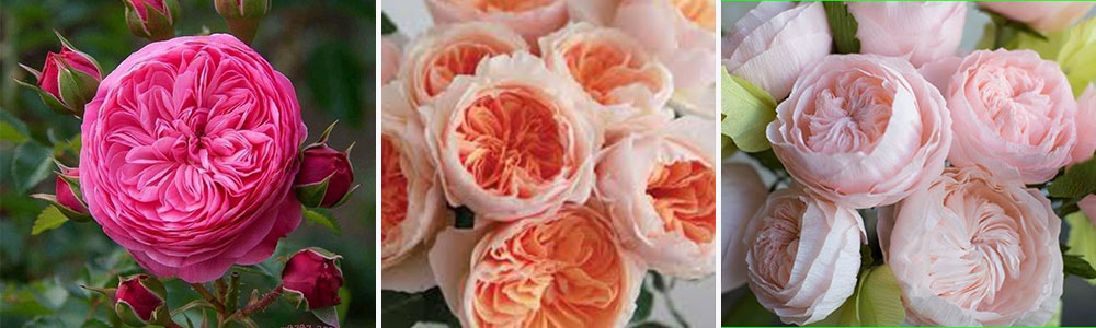 Juliet Rose; Rarest Flowers In The World