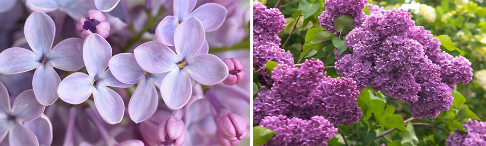 Most Scented Flowers In The World; Lilac