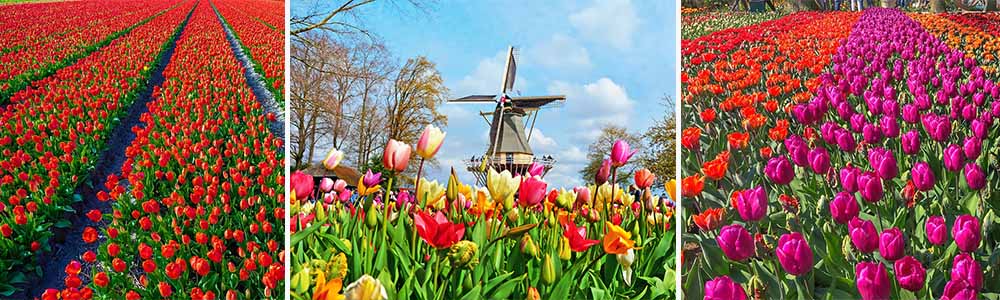 Best destinations for blooms; Lisse, Netherlands 