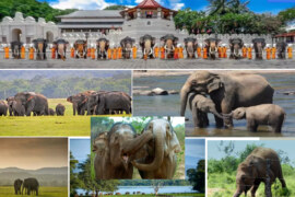The Story of Fascinating Sri Lankan Elephants