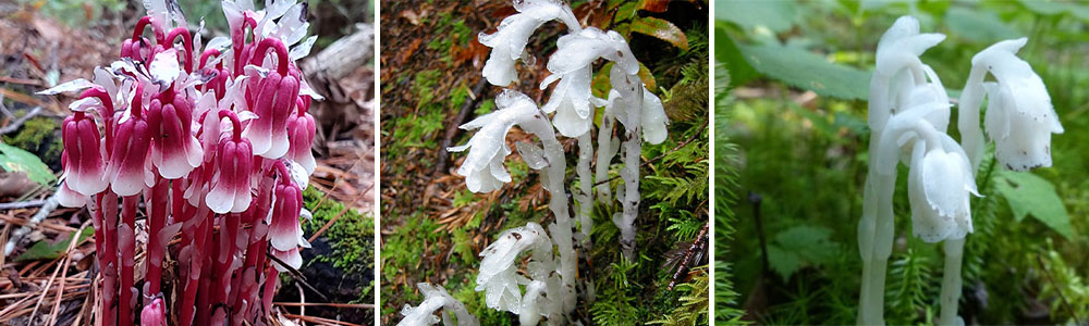  Red Indian Pipe 