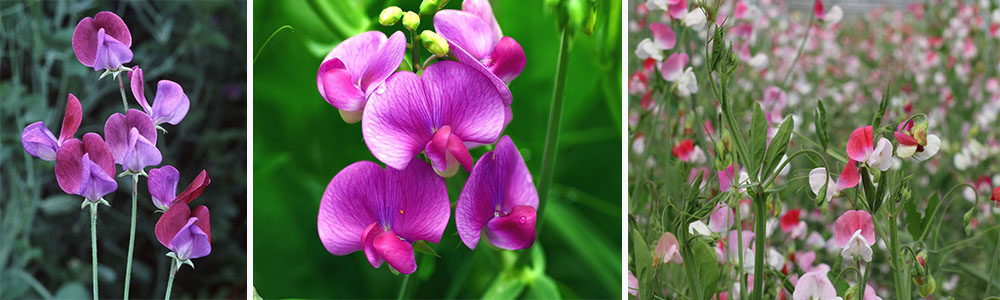 Most Scented Flowers In The World; Sweet Pea