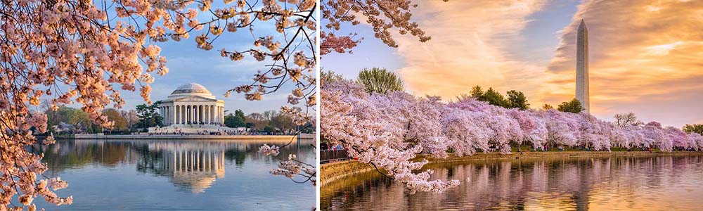 Best destinations for blooms; The Tidal Basin, Washington, D.C.