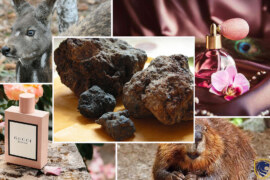 Weird Things That Are Used To Make Perfumes