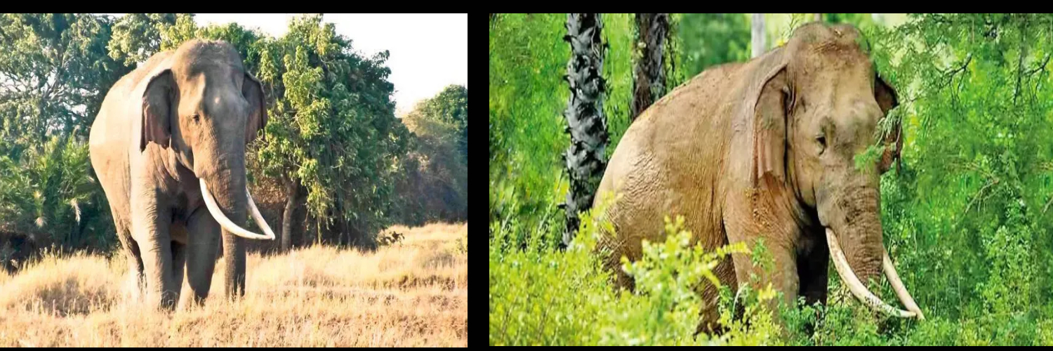 domestic elephant