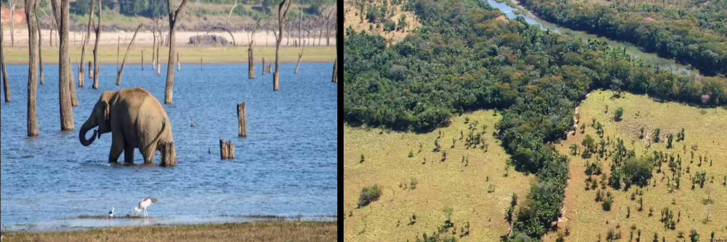 elephant corridor