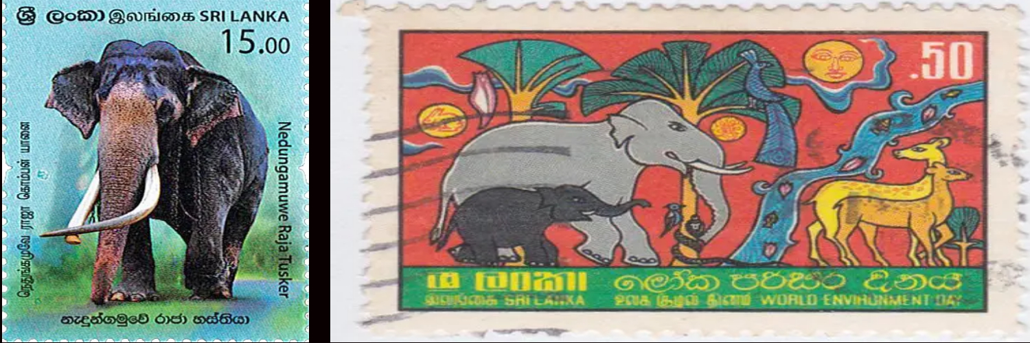 Asian Elephants