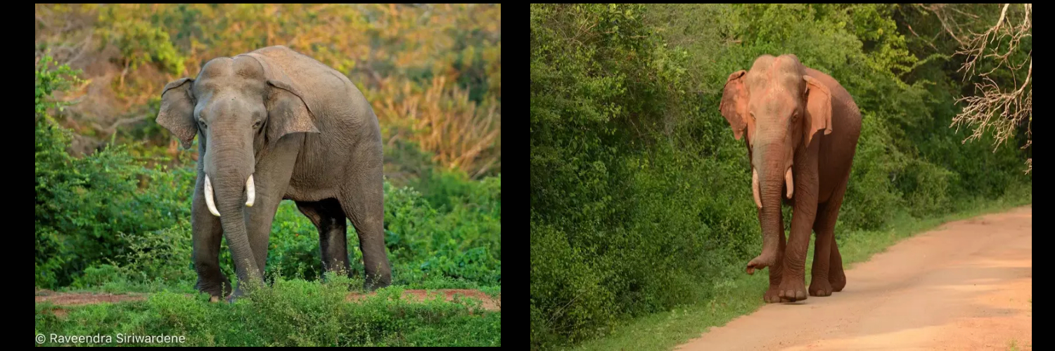elephant in sri lanka