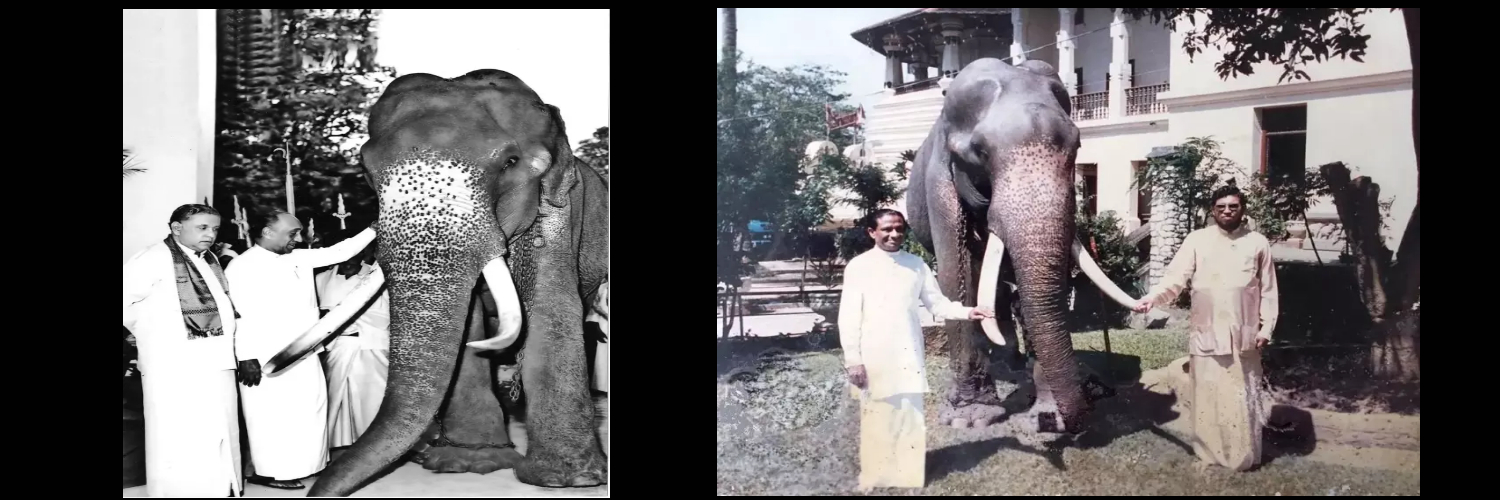 famous elephant