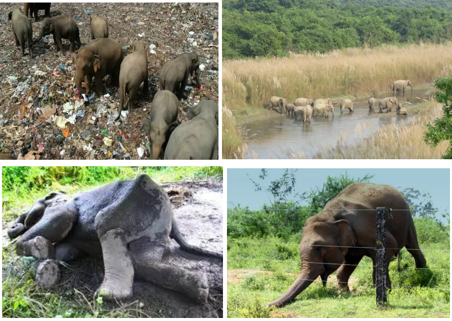 elephants killing by farmers