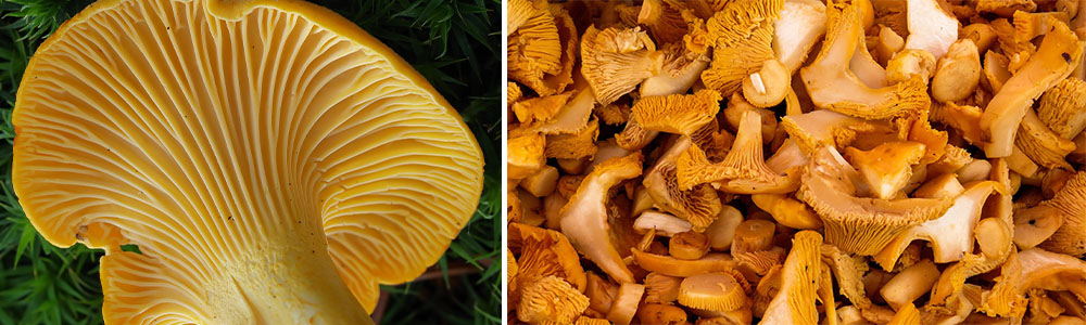 Chanterelles