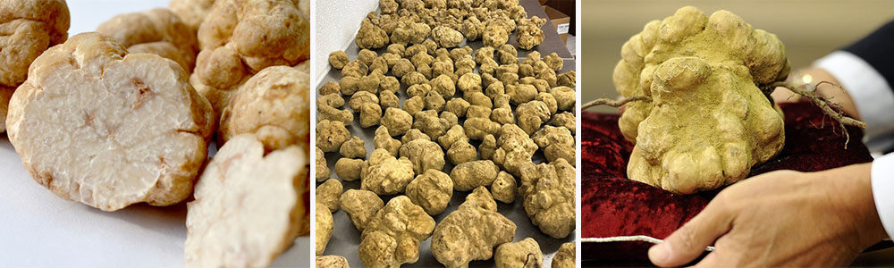 European White Truffle