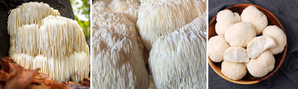 Lion’s Mane Mushrooms