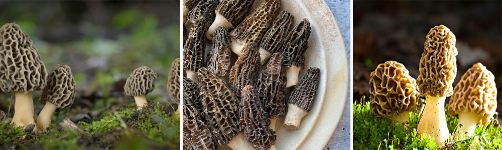 Morels