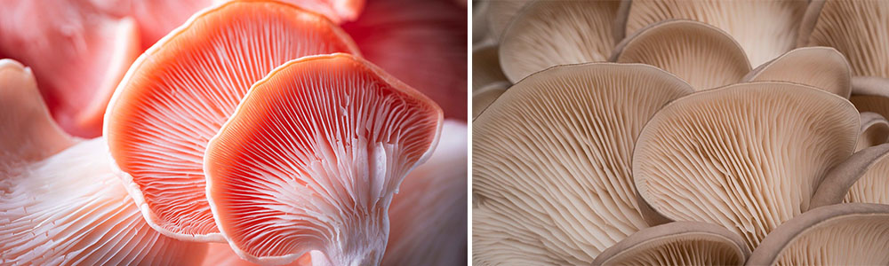 Oyster Mushrooms 