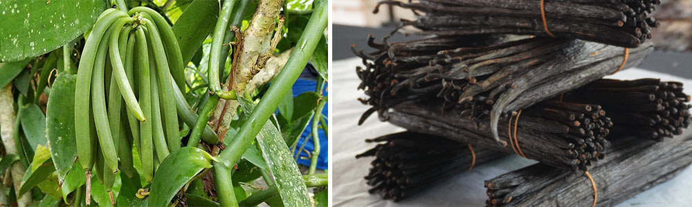 The Most Expensive Spices in the World; Vanilla Beans