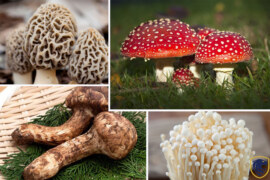Most Expensive Mushrooms In the World