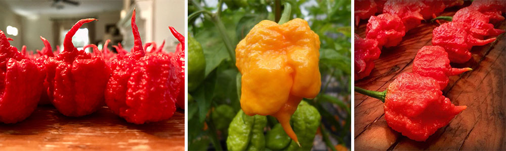 The Spiciest Chili Varieties In The World; 7 Pot Primo