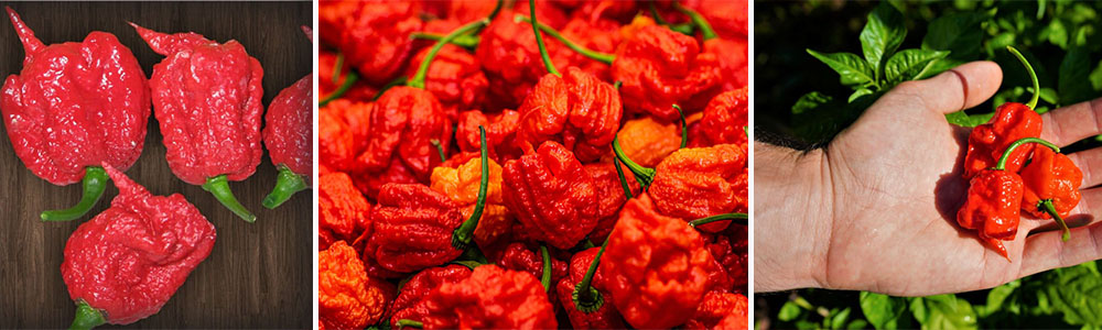 The Spiciest Chili Varieties In The World; Carolina Reaper
