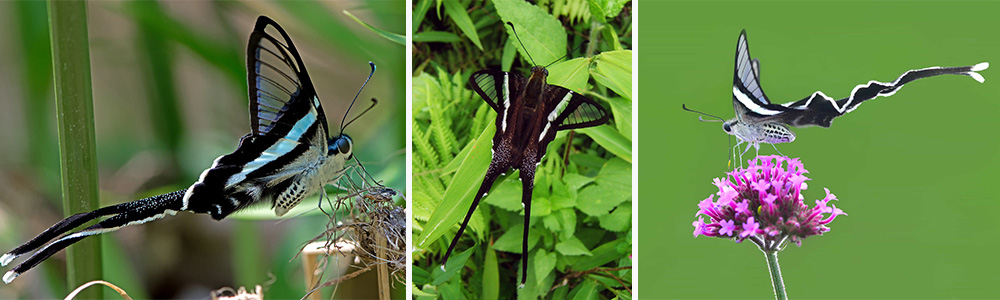 Dragontail Butterflies