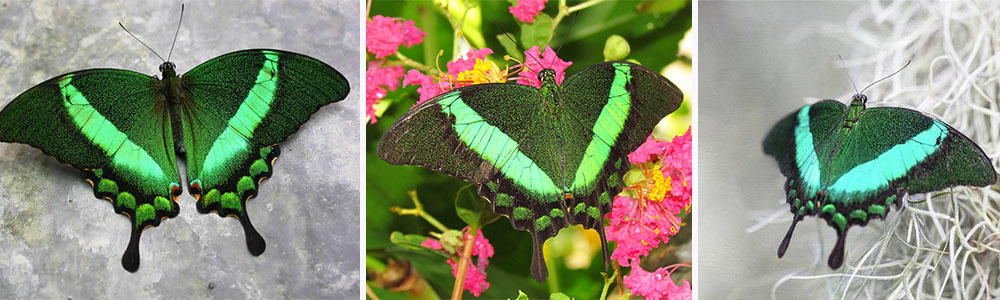 Most Beautiful Butterflies In The World (Part 2);  Emerald Swallowtail