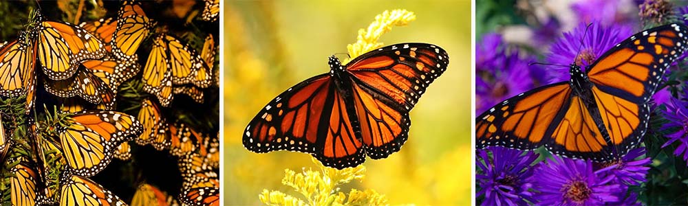 Monarch Butterflies