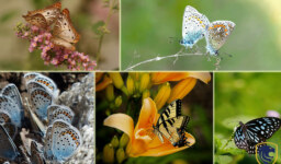 Most Beautiful Butterflies In The World (Part 2)