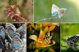 Most Beautiful Butterflies In The World (Part 2)