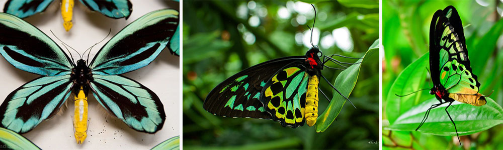 Queen Alexandra's Birdwing