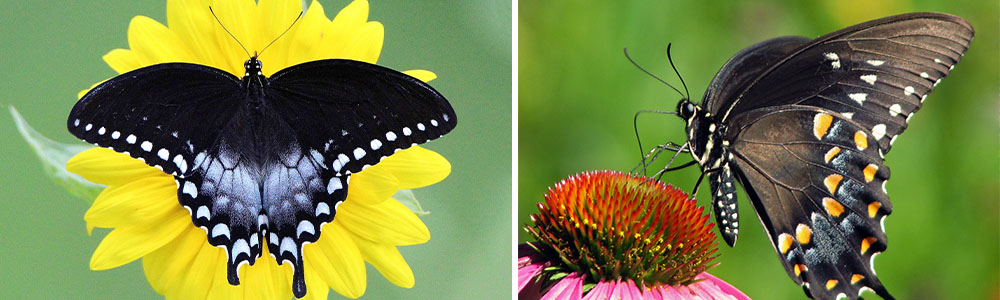 Most Beautiful Butterflies In The World (Part 2);  Spicebush Swallowtail