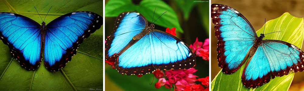 The Blue Morpho