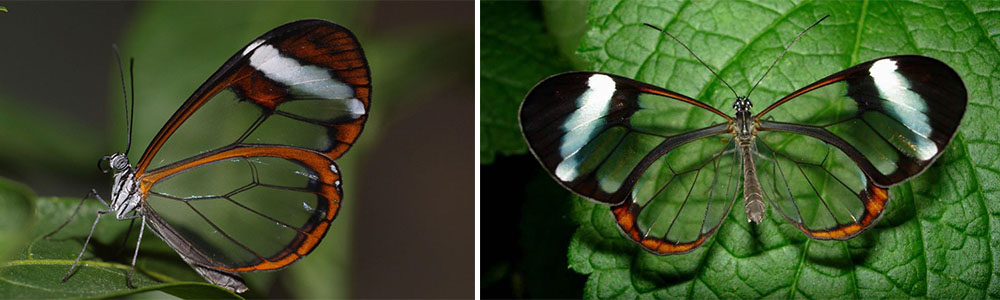 The Glasswing Butterfly