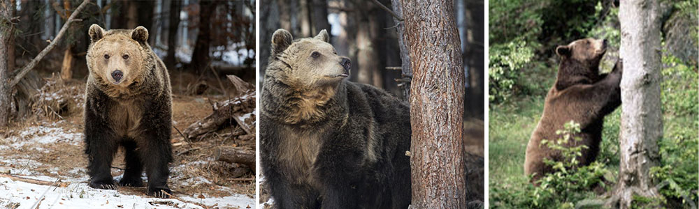 Bear Sanctuary Belitsa,